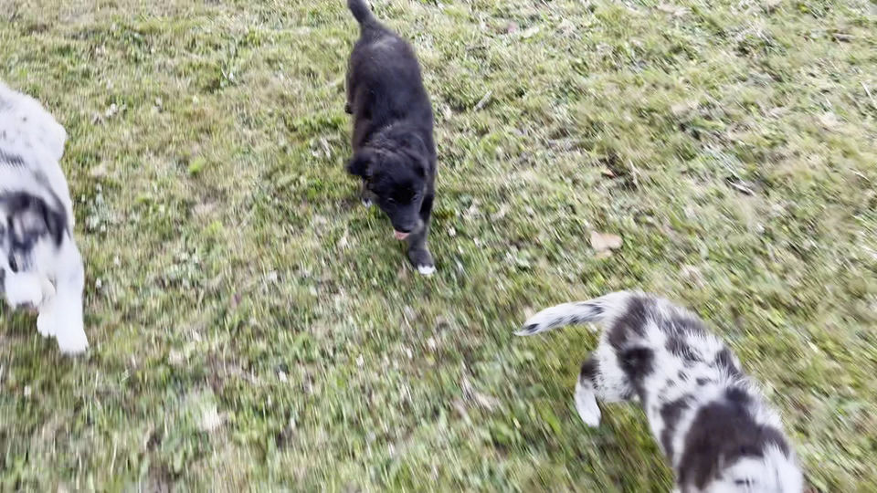 ComePuppyCome